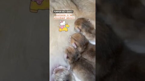4 Babies kittens 😍😍