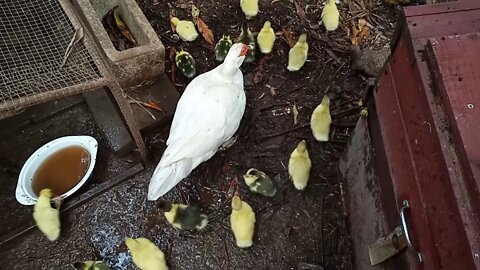 Muscovy Ducklings, 4 different broods, playing after the rain