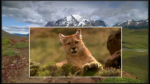 Documentary: Educational: Pumas Elusive Hunters of the Andes - Animals Nature Cats
