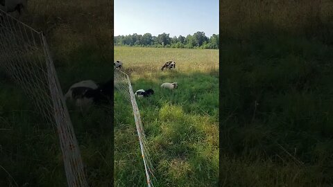 KEY ELEMENTS: Shade-Water-Forage-Minerals Lean Grazing in Temps over 100 f. #leangrazing #shorts