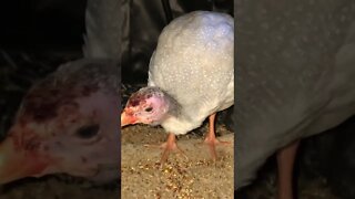 Swelling has gone down on pecking injury of guinea fowl keet