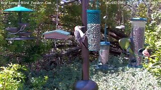 Baby cardinal, parrot, red-bellied