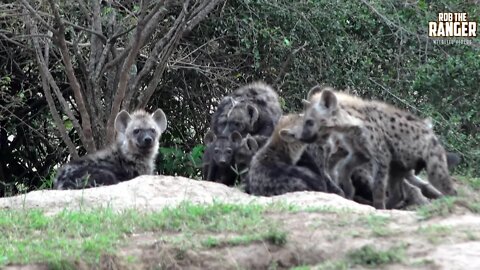 Massive Hyena Den In The Maasai Mara | Zebra Plains