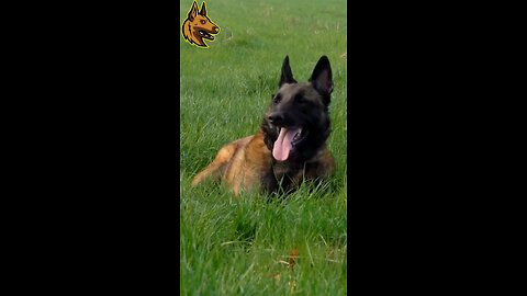 Belgian Shepherd Malinois: The Versatile Working Dog with Unmatched Loyalty and Intelligence