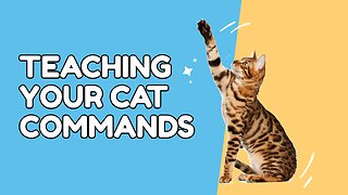 Teach your cat commands