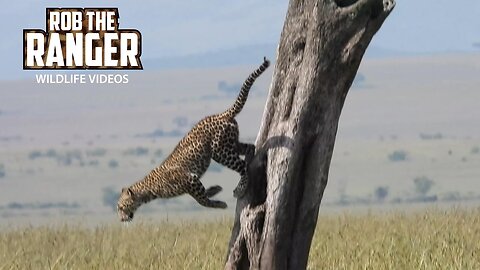 Leopard Posing In Trees | Lalashe Maasai Mara Safari