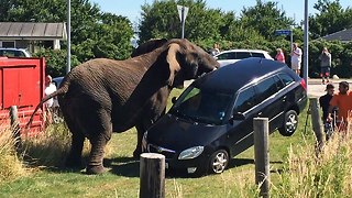 Elephant Attack: Circus Animal Lifts Car Off The Ground