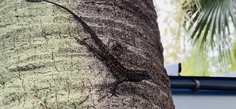 Lizard of Grayton Beach, FLA