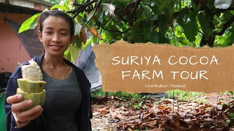 Suriya Cocoa Farm Tour - Chanthaburi Thailand