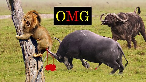 OMG! Why Do Lions Fear Of Wildebeest Mother Wildebeest Protect Her Baby From Lion,Crocodile, Buffalo