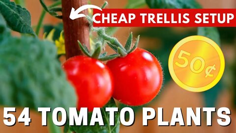 Science Behind Why You Should Trellis Tomato Plants. CHEAP Tomato Trellis Solution For 54 Tomatoes.