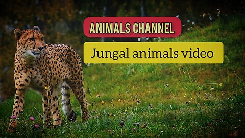 jungle animals video l #animalschannel #animalslover