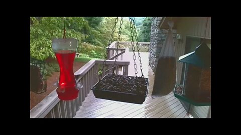 Live Bird Feeder "All night" Asheville NC. In the mountains. Aug. 15 2021