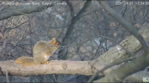 Hays Eagles nest Squirrel close encounter with Dad 2021 01 21 12:34PM