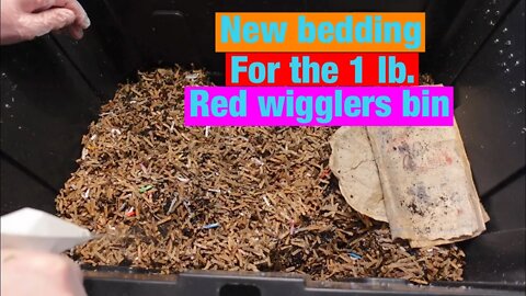 Worm Wednesday Feeding New bedding for the 1lb red wigglers bin.