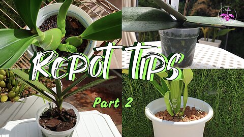 Repotting Orchids Min. Stress & Max. Success | Tips You Won't Find Anywhere Else #ninjaorchids