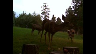 Baby Deer Stalks Apples, Then Cautiously Eats Them!