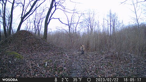 Fox 🦊 On Trail Camera