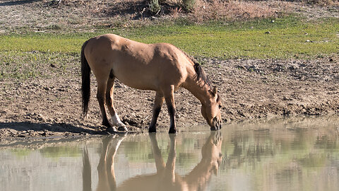 Wild Horses of Sand Wash Basin in Colorado Episode 20 Wild Wonders of America by Karen King
