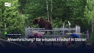 Ahnenforschung? Bär erkundet Friedhof in Sibirien