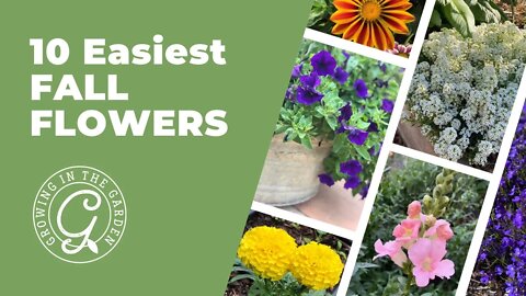 10 EASIEST FALL FLOWERS for Mild Winters