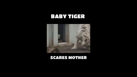 The TIGER CUB 🥰: An adorable 🥰 tiger 🐅 cub sneaks on his mother and surprise her 😂.