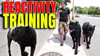 My Puppy Got REACTIVE In Public #viral #pets #dog #puppy