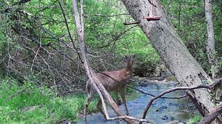 Deer in stream