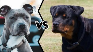 Pitbull vs. Rottweiler - while both are neighbors. Mr.Bolt