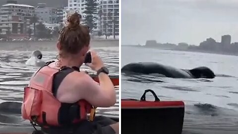 Unbelievable footage shows two majestic orcas seen in Cape Town
