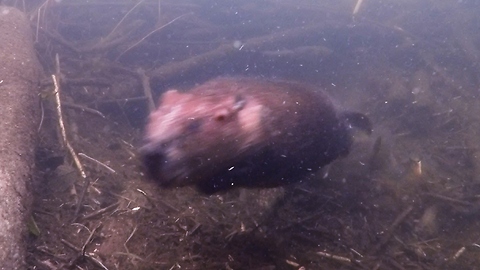 Beaver home receives surprise guest