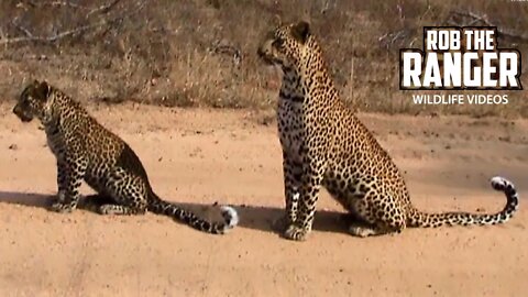 Leopard Leads Her Cub (And Us) To Food | Archive Wildlife Footage