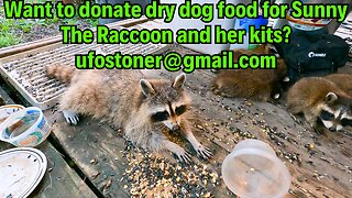 Want to donate dry dog food for Sunny The Raccoon and her kits? ufostoner@gmail.com #shorts Pt.2