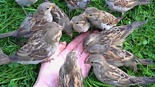 Hand Feeding My Hard Working Loyal House Sparrows