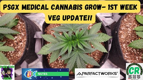Prairie State Genetix Medical Cannabis Grow - 1st week vegetative stage update!!