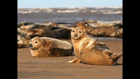 Seal On The Beach