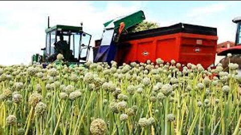 Modern Agriculture Harvest Technology - Onion Seed, Green onion, Tomato Harvesting Machine 2021