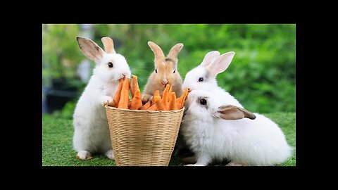 Baby Animals' Compilation of Heartwarming Moments| Funny Animals Video 2023