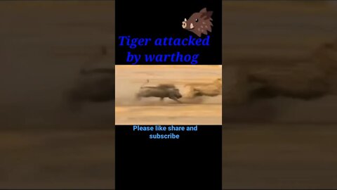 Tiger attacked by warthog #shorts #youtubeshorts #shortvideo