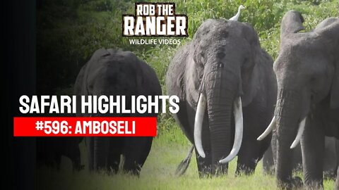 Safari Highlights #596: 05 March 2021 | Amboseli/Zebra Plains | Latest Sightings