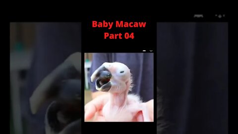 Baby Macaw growing Part 04