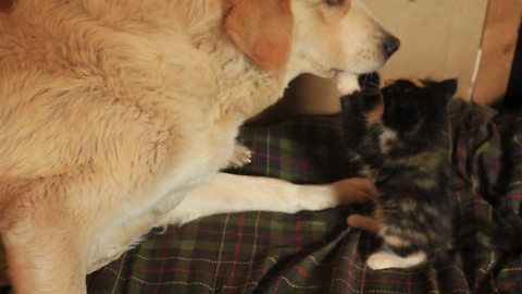 Rescued kitten fearlessly plays with livestock guard dog