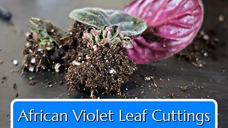 African Violet Leaf Cuttings #plantpropagation