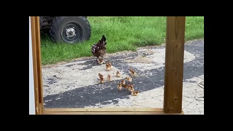 Surprise! More free range chickens!