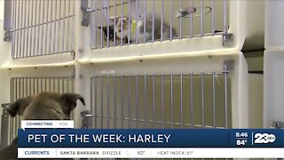 Pet of the Week: Harley