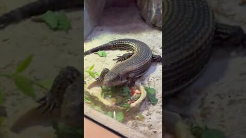 Rodents, Reptiles and Fish at Moncton Zoo