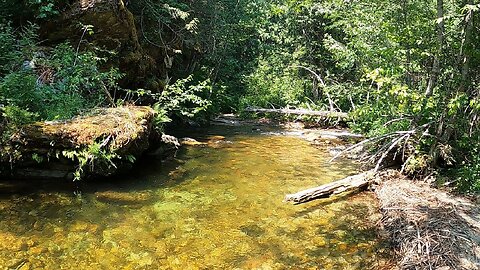 This stream wasn't easy to fish but it was definitely worth the effort!