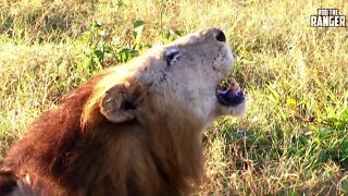 Big Lion (Makulu Mapogo) Territorial Stroll | Archive Footage