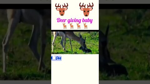 Deer giving birth @#shorts#youtubeshorts #shortvideo