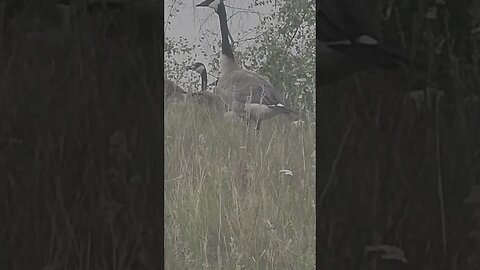 Canadian geese getting bigger at chimney Lake #nature #camping #campingtrip